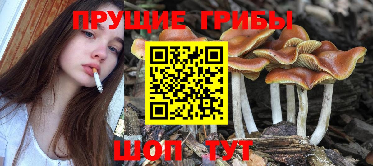 Абакан  Галлюциногенные грибы Psilocybe  Вход с VPN 